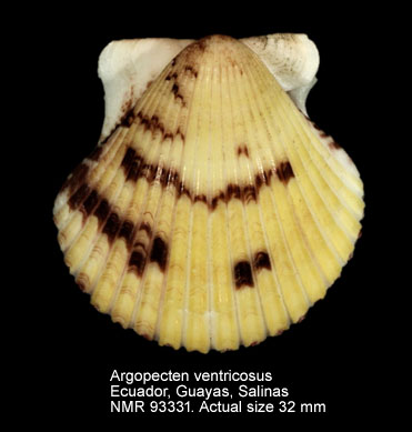 Argopecten ventricosus (6).jpg - Argopecten ventricosus (G.B.Sowerby,1842)